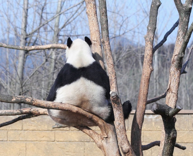 熊猫摄影图片 萌态十足