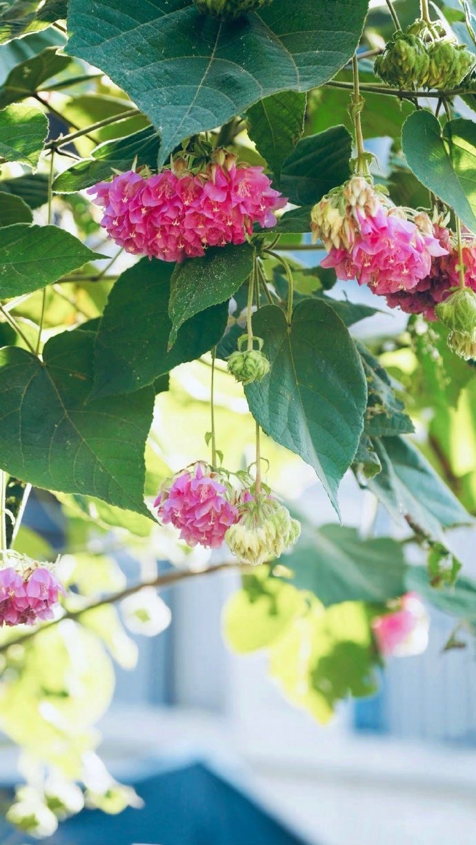 垂吊着花球的非洲芙蓉花图片