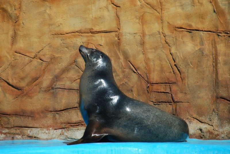 海洋公園動(dòng)物小海獅圖片