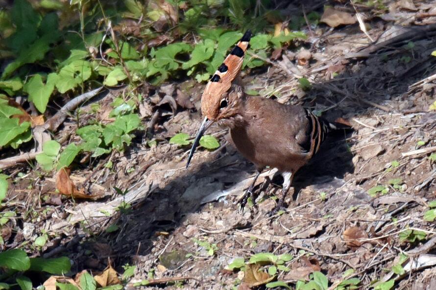 地上有只戴勝鳥