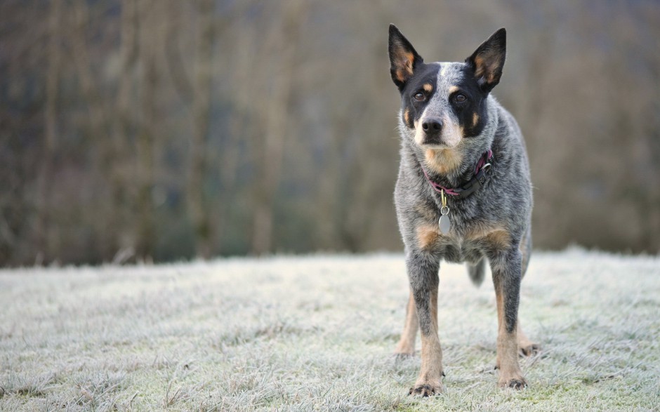 超萌狗狗牧牛犬秋季戶外寫真圖片壁紙