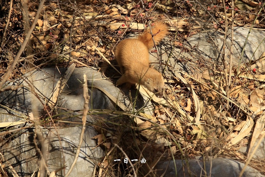 大仙兒黃鼠狼