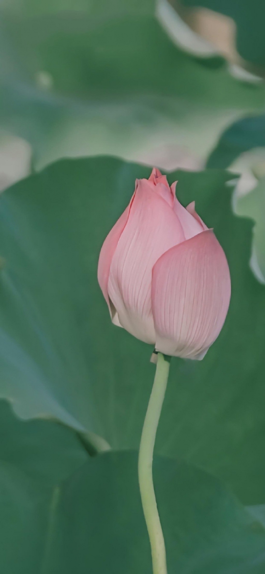 意境夏日荷花摄影手机壁纸