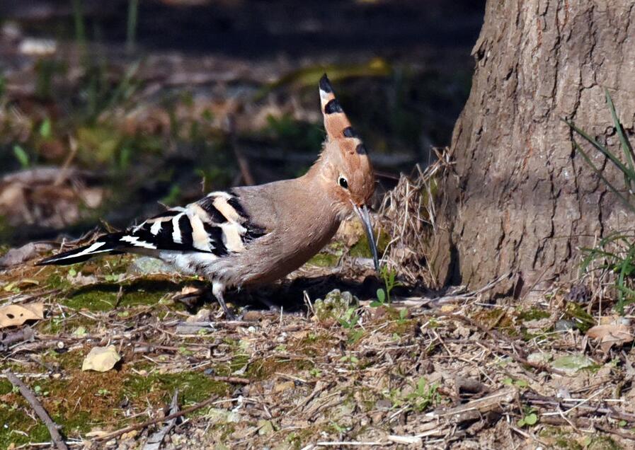 地上有只戴勝鳥