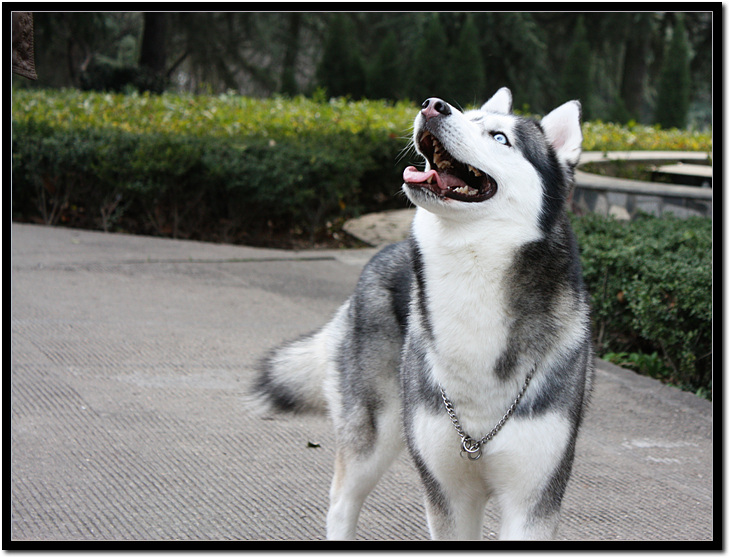 阿拉斯加犬怎么养