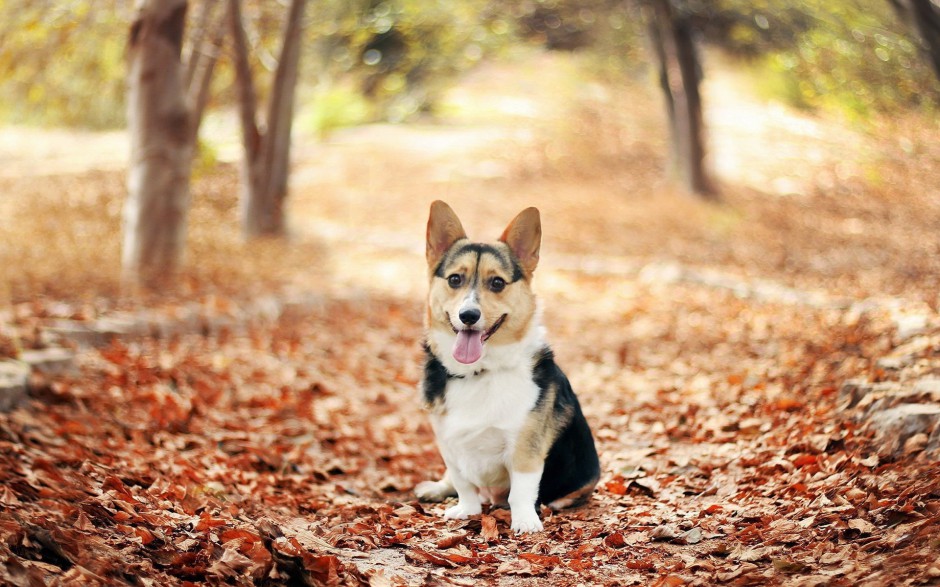 呆萌短小柯基犬美寵欣賞