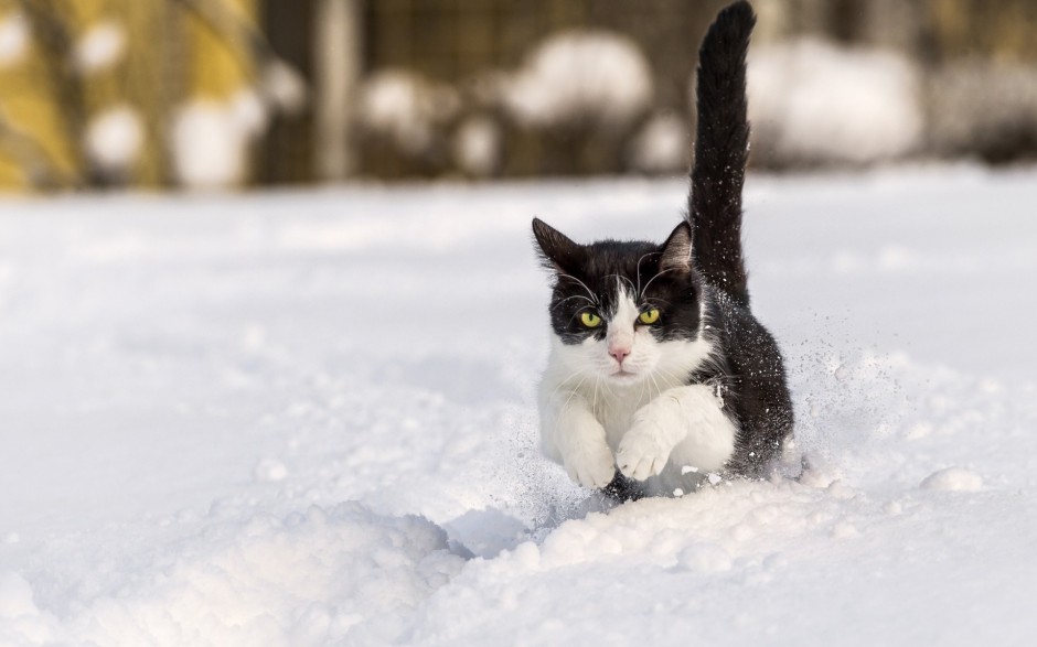 雪地玩耍的英短猫咪图片壁纸