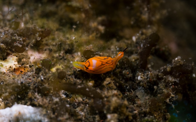 奇妙的海底生物圖片