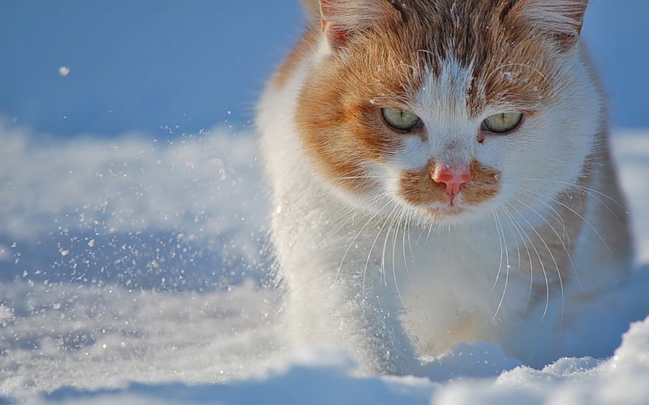 雪地玩耍的英短猫咪图片壁纸