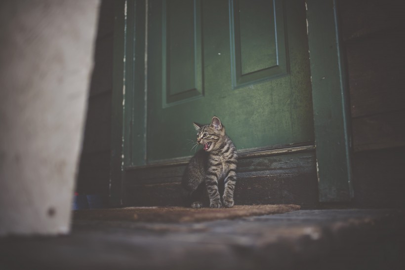 扭头张望的猫咪图片