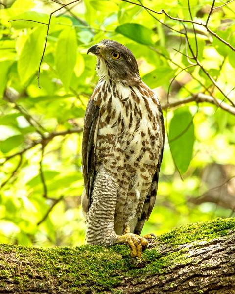 樹枝上的鳥類猛禽鳳頭鷹圖片