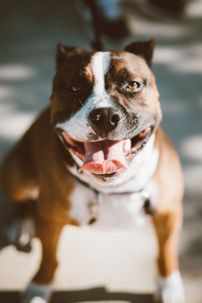 憨萌的斗牛犬圖片