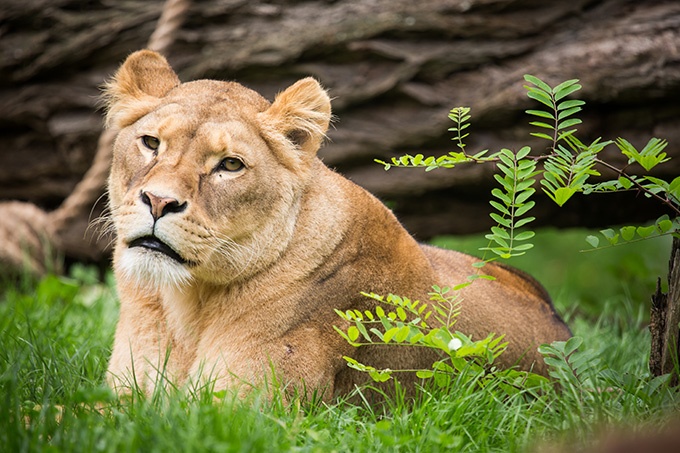 非洲野生動物獅子超清圖片