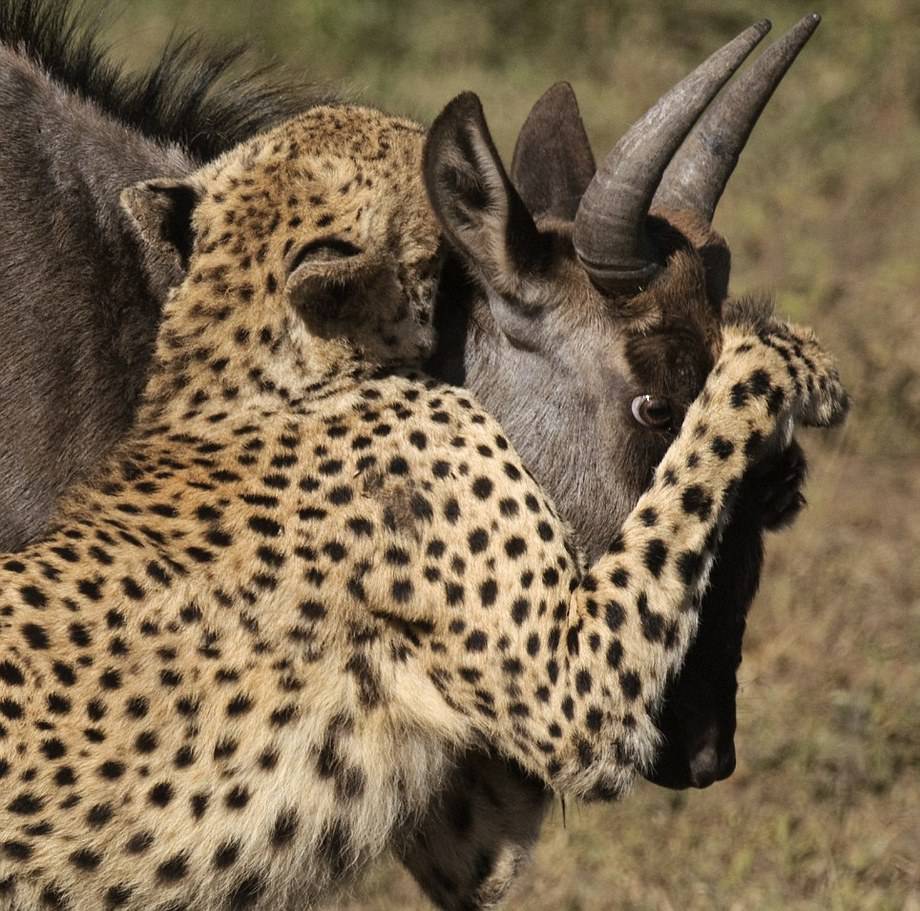 野生動物生死搏斗精彩瞬間：獅子群圍攻河馬