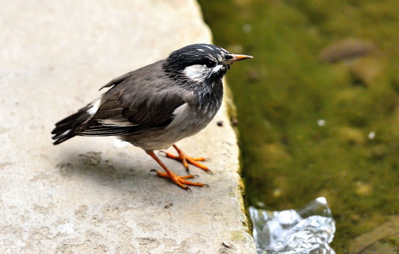 灰椋鳥圖片