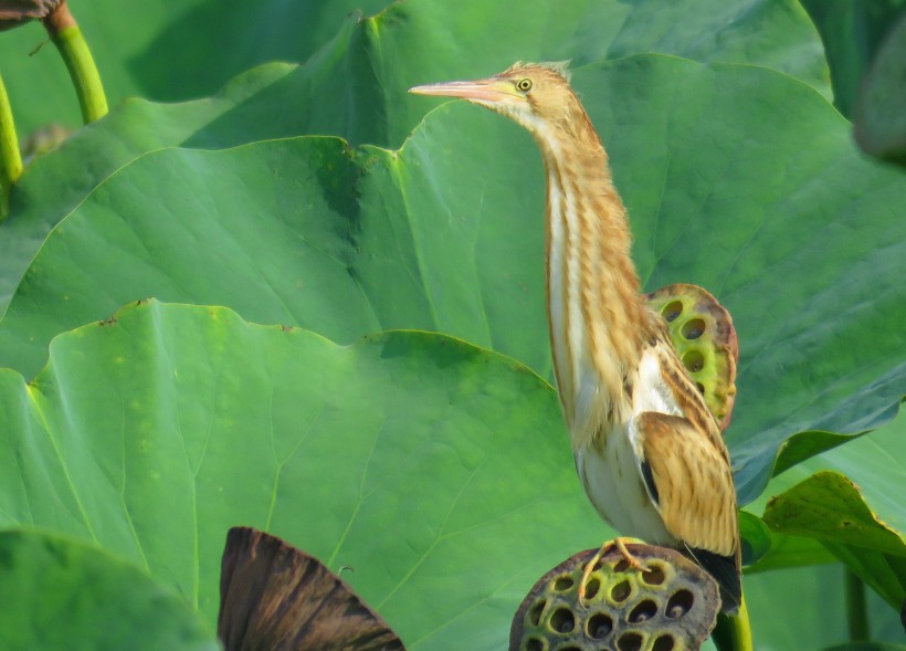 黃葦鳽圖片