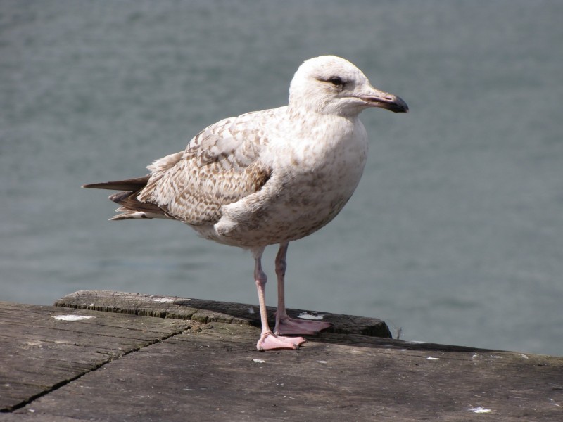 海鷗鳥類圖片