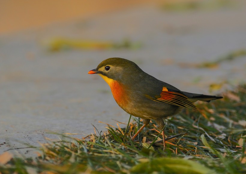 紅嘴相思鳥圖片