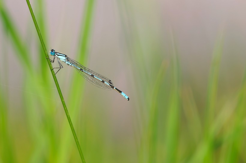 蜻蜓圖片