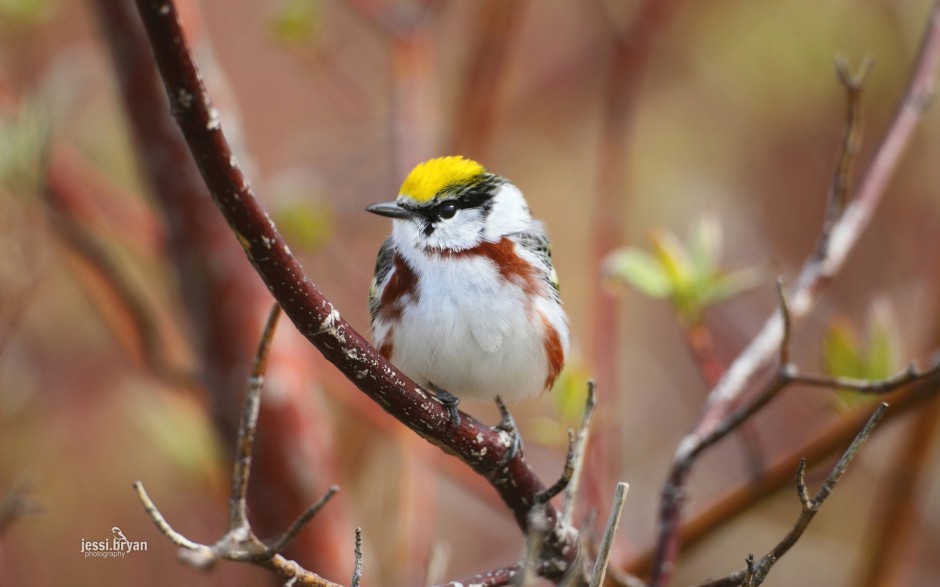 東北野生鳥類圖片高清攝影