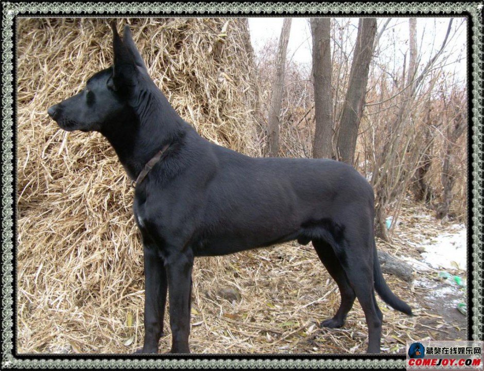 大黑狼犬身躯高大威猛图片