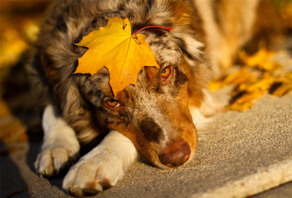 澳洲牧羊犬耍宝卖萌高清图片