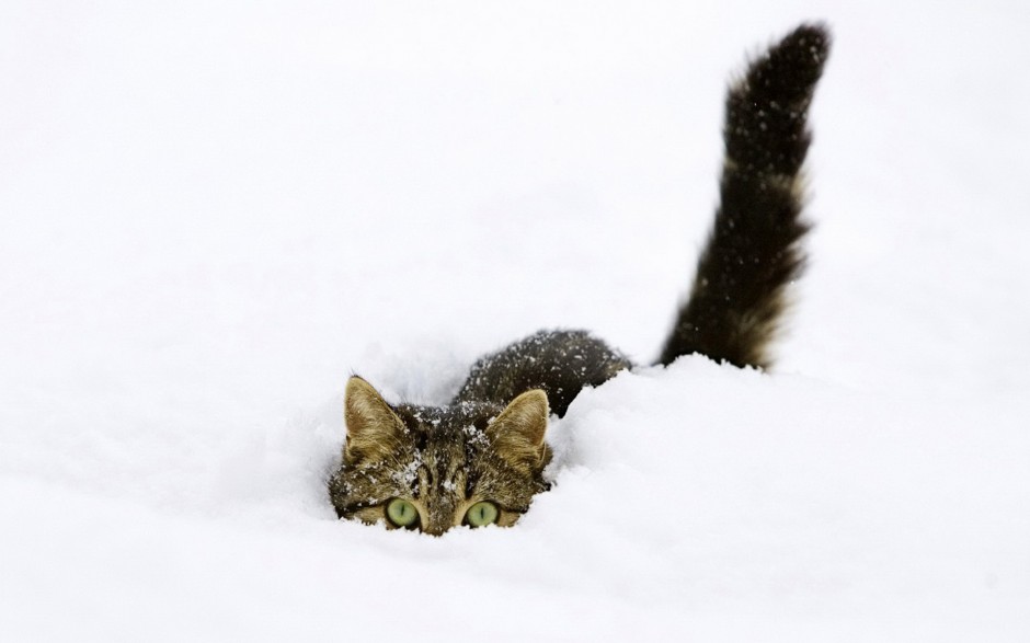 雪地玩耍的英短猫咪图片壁纸