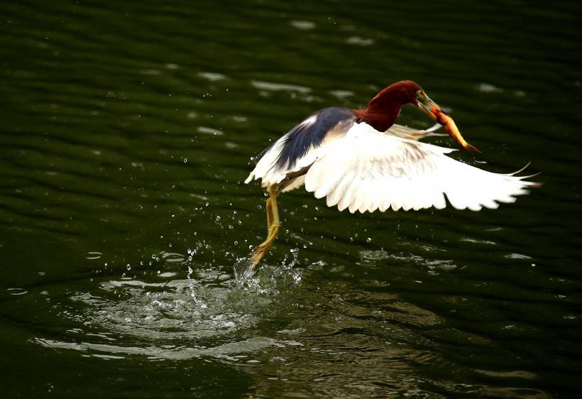 中國鳥類動物池鷺攝影圖片