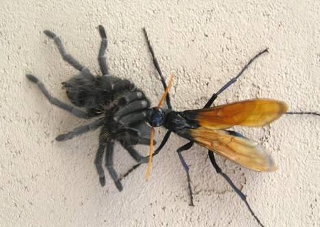 全球10大巨型昆虫盘点 史前蜈蚣虫体宽2米多