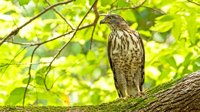 鳳頭鷹圖片