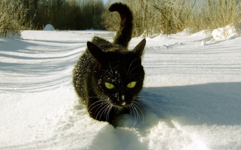 雪地玩耍的英短猫咪图片壁纸