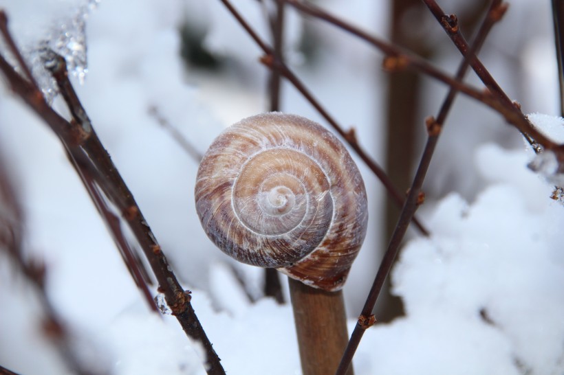 雪地里嬉戏的动物图片