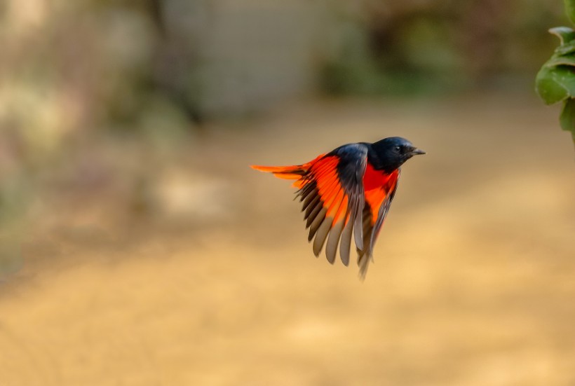 紅山椒鳥圖片