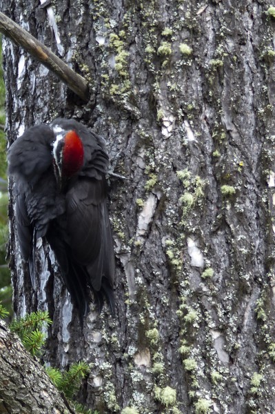 红色羽冠的白腹黑啄木鸟图片