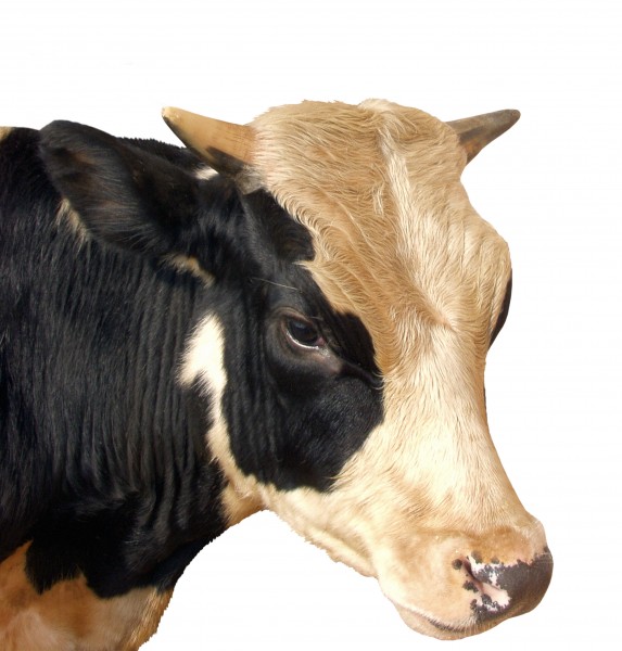 牛的头部特写图片