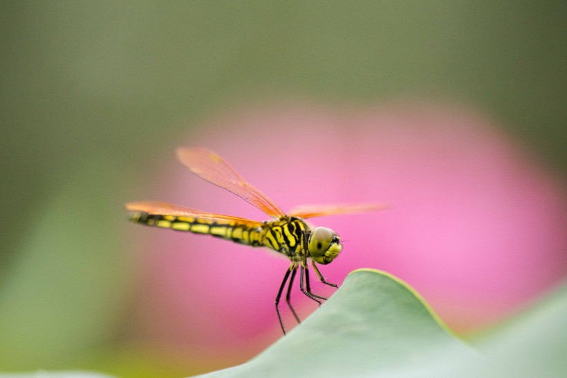 蜻蜓圖片