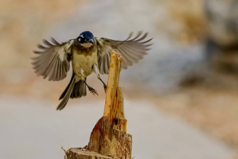 野生鳥類領(lǐng)雀嘴鵯攝影圖片