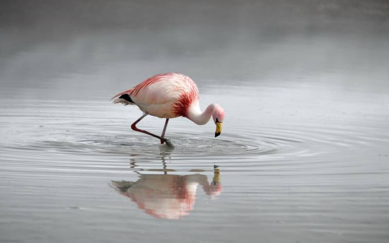 火烈鳥高清動物圖片