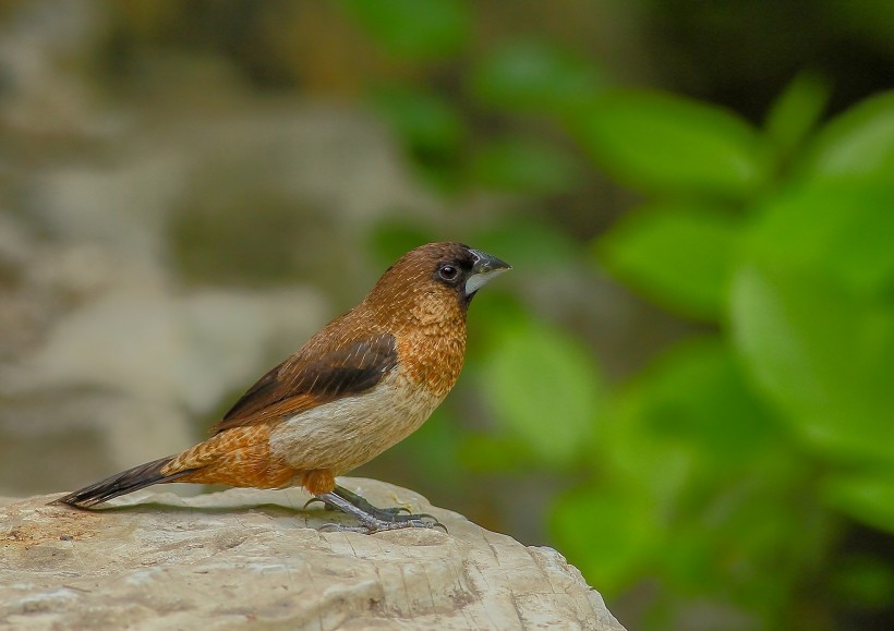 白腰文鳥圖片