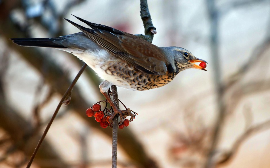 鳴聲婉轉(zhuǎn)動(dòng)聽的畫眉鳥圖片大全