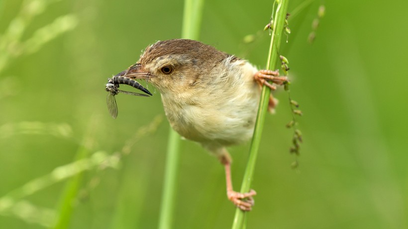 正在捕食的純色山鷦鶯圖片