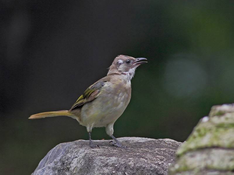 中國野生鳥類領(lǐng)雀嘴鵯圖片