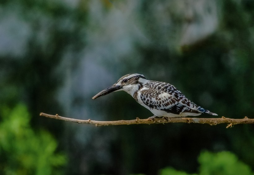 斑魚狗鳥類圖片