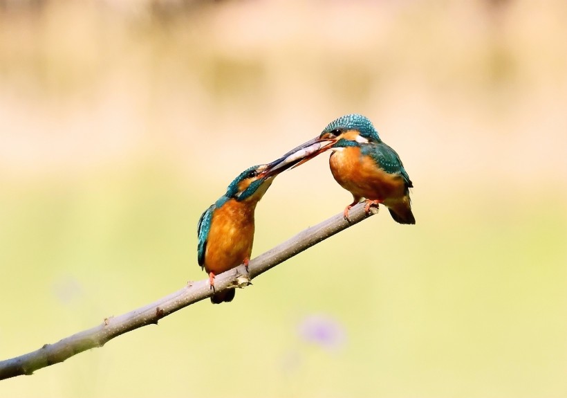 翠鳥圖片