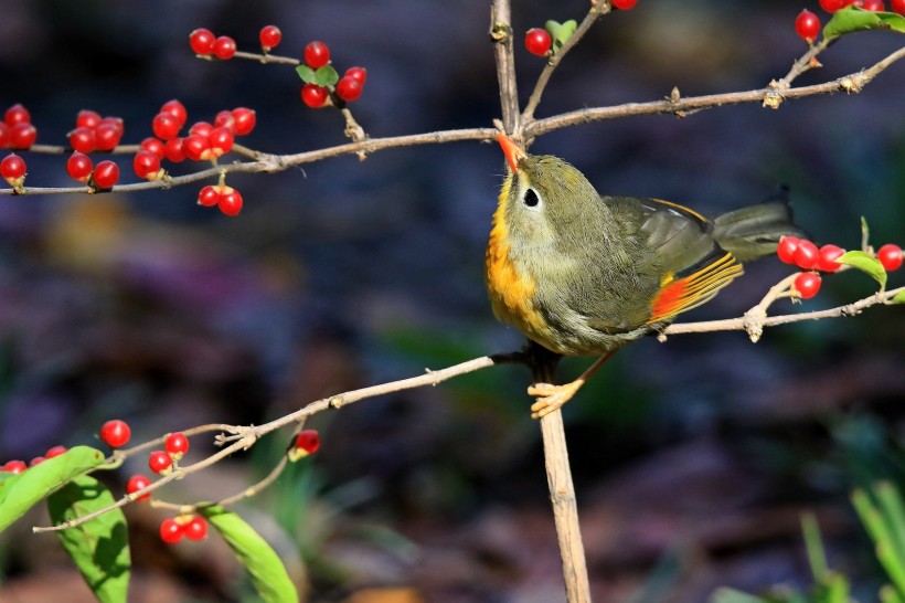 紅嘴相思鳥圖片