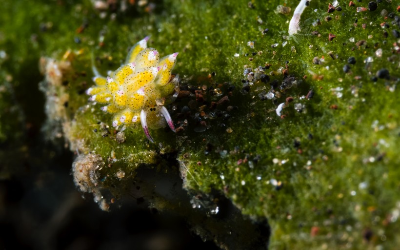 奇妙的海底生物圖片