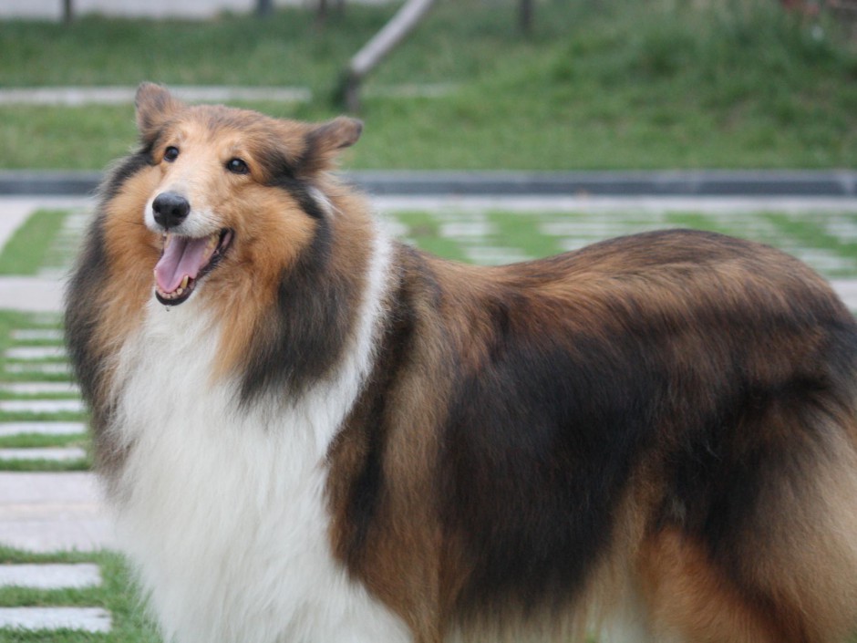 最大古牧羊犬圖片素材