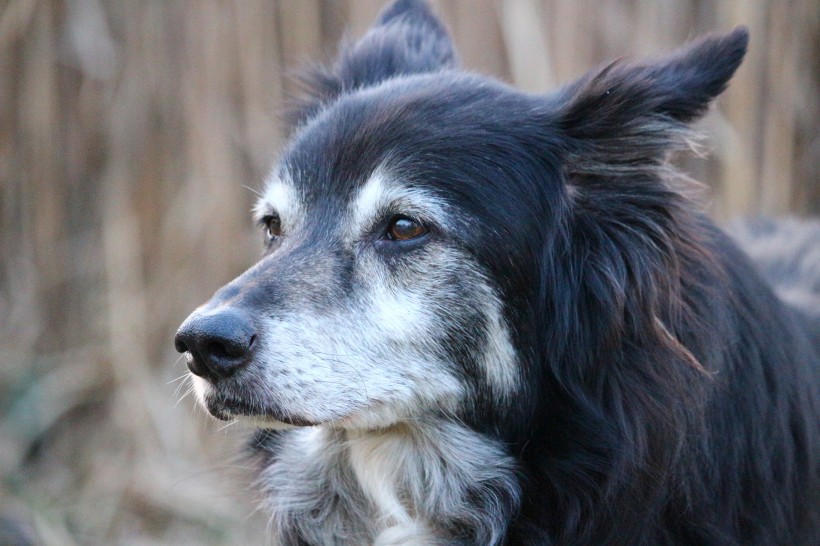 犬种智商第一的边境牧羊犬图片