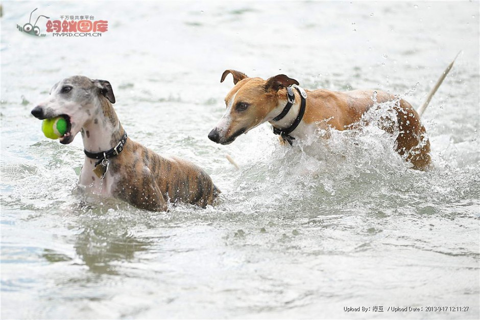 惠比特犬水中訓(xùn)練圖片