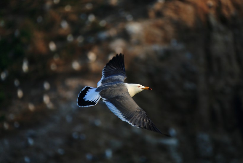 中型水禽之黑尾鸥图片